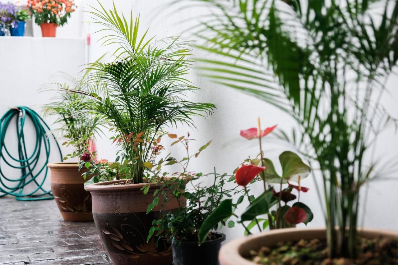 Comfy Sofy 21- Backyard Garden- Night Market Area Cao nguyên Cameron Ngoại thất bức ảnh